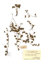 藏品(蛇莓)的圖片